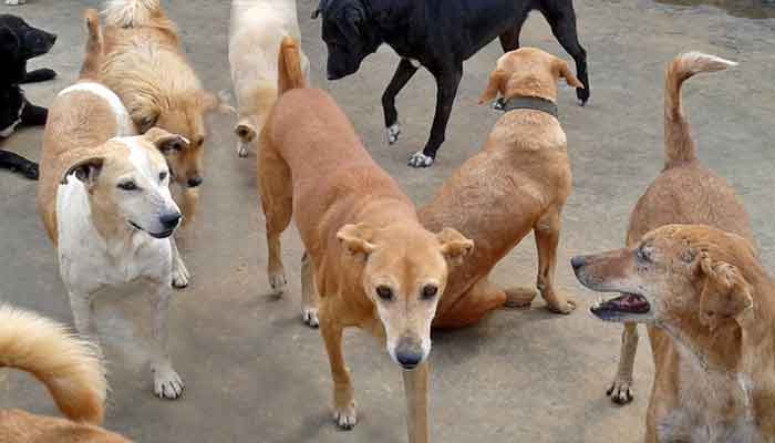 جنوری 2022 سے مارچ 2024 تک 19 ہزار سے زائد کتوں کو ویکسین لگائی گئی، آوارہ کتوں کی بڑھتی ہوئی آبادی کو کنٹرول کرنے کے لیے قوانین بنا دیے گئے ہیں: پراجیکٹ ڈائریکٹر اینٹی ربیز کنٹرول پروگرام۔ فوٹو فائل