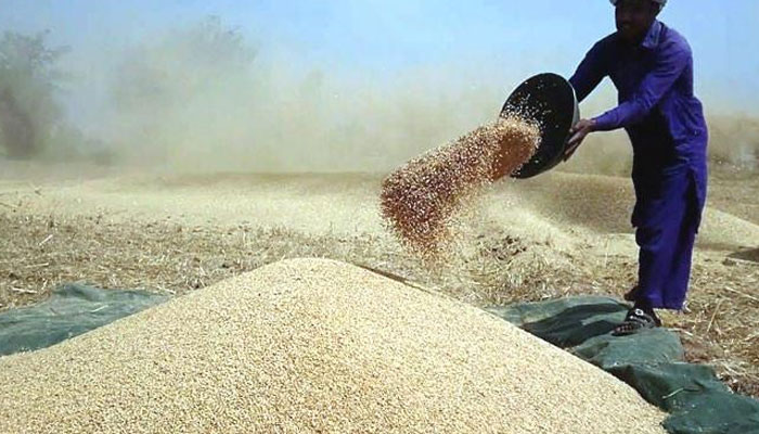 سندھ 100 ارب روپے سے 10 لاکھ ٹن گندم خریدے گا ، بلوچستان 5.7 ارب روپے سے 50 ہزار ٹن گندم خریدے گا: دستاویز— فوٹو:فائل
