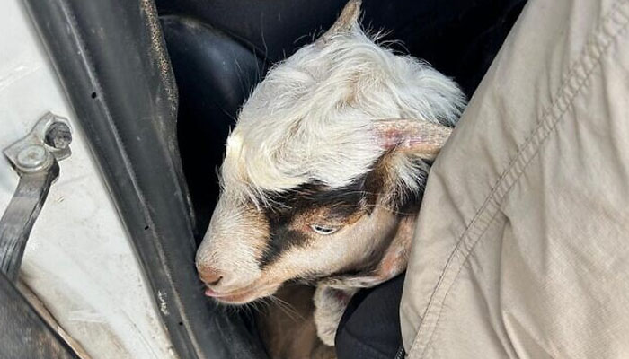 جانوروں کوگاڑی کےاندر اور شاپنگ بیگ کے اندرچھپا کر لایا گیا تھا جنہیں پولیس نے ضبط کرلیا اور 13 افرادکوحراست میں لےلیا: فوٹو اسرائیلی میڈیا