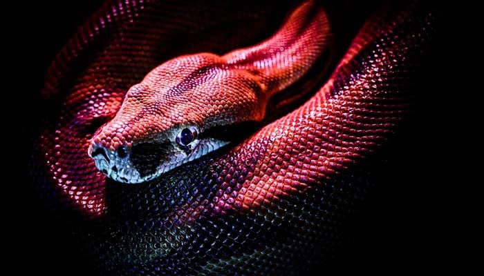 دنیا کے سب سے بڑے سانپ کی باقیات انڈین انسی ٹیوٹ آف ٹیکنالوجی رورکی کے ماہرین کی جانب سے دریافت کی گئی ہیں/فوٹوبشکریہ سوشل میڈیا