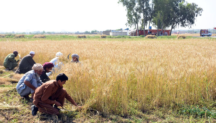 جتنی گندم کی فصل آگئی ہے اتنی تو محکمہ خوراک کے پاس رکھنے کی گنجائش بھی نہیں، گندم بھاری مقدار میں امپورٹ کی گئی: اسپیکر پنجاب اسمبلی— فوٹو:فائل