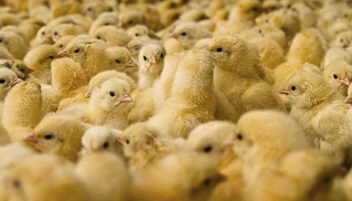 پابندی سے مرغی کے گوشت کی قیمت میں 200 روپے کلو تک کمی آسکتی ہے: ذرائع وزارت خوراک— فوٹو:فائل