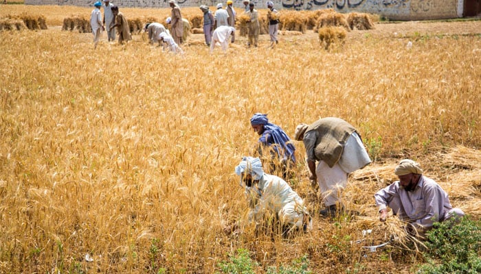 پنجاب میں گندم کی سرکاری خریداری کم ہونے کی وجہ سے اناج منڈیوں میں فی من قیمت تین ہزار روپے من تک گر گئی ہے/فوٹوفائل