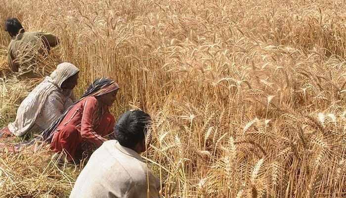 گندم کی خریداری کے لیے 29 ارب روپےمختص کیے ہیں، مقامی سطح پرگندم خریدنےسے 9 ارب روپےکی بچت ہوگی: صوبائی وزیر خوراک/ فائل فوٹو