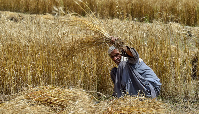 کسان رہنما نے کہا کہ کسانوں سے گندم نہ خریدی گئی تو اگلی فصل کی بوائی بھی متاثرہوگی: کسان رہنما/ فائل فوٹو