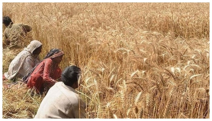 پہلےمرحلے میں20 لاکھ ٹن گندم درآمد کرنےکی اجازت دی گئی تھی، درآمد کی گئی گندم فروری میں پاکستان پہنچنا تھی تاہم تاخیرکی گئی: ذرائع__فوٹو: فائل