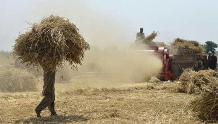 حکومت پنجاب چھوٹے کسانوں سے گندم خرید کر ذخیرہ کرنے کے لیے پوری طرح تیار ہے: بلال یاسین کی پروگرام میں گفتگو/ فائل فوٹو