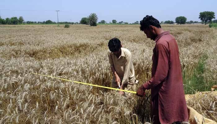 پنجاب حکومت کی گندم خریداری پالیسی پر صرف ایک لاکھ 20 ہزار کسان پورا اترتے ہیں: ذرائع محکمہ خوراک/ فائل فوٹو