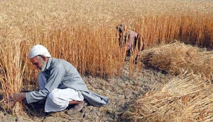 پنجاب اور سندھ کے مختلف اضلاع میں کسان فی من گندم 2800 روپے تک بیچنے پر مجبور ہوگئے/ فائل فوٹو