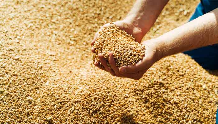 گندم خریداری مہم 7 مئی سے شروع کی جائے گی، 24 گھنٹے کے اندر بینک کے ذریعے کاشتکاروں کو ادائیگی ہو گی: وزیر خوراک کے پی۔ فوٹو فائل