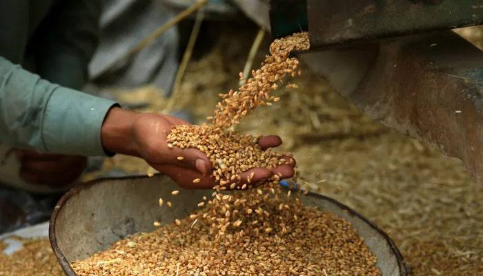 چند روز قبل وزیراعظم شہباز شریف نے کسانوں کی شکایات کا نوٹس لیتے ہوئے گندم کی خریداری کا ہدف 14 لاکھ سے بڑھا کر 18 لاکھ میٹرک ٹن کرنے کی ہدایت کی تھی۔