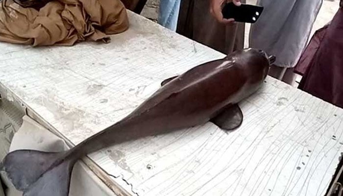 گرفتار افراد نے ظاہر پیر کے قریب دریائے سندھ سے ڈولفن مچھلی کا شکار کیا تھا: پولیس/فائل فوٹو