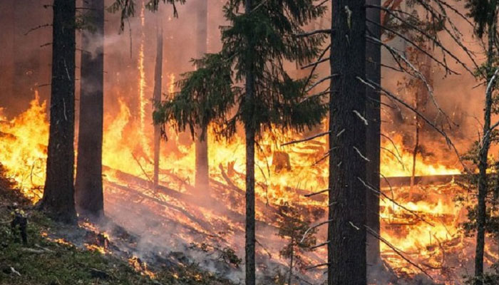 آزاد کشمیر کی وادی سماہنی کے جنگلات میں آگ لگ گئی، قیمتی لکڑی اور جنگلی حیات کو شدید نقصان