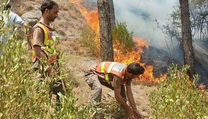 کرک: جنگل میں آتشزدگی سے بڑے پیمانے پر قیمتی درخت اور جنگلی حیات جل گئے