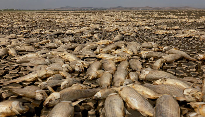 شدید خشک سالی سے میکسیکو کی جھیل میں ہزاروں کی تعداد میں مچھلیاں مر گئیں