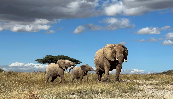 ہاتھی بھی انسانوں کی طرح ایک دوسرے کو ناموں سے پکارتے ہیں، تحقیق