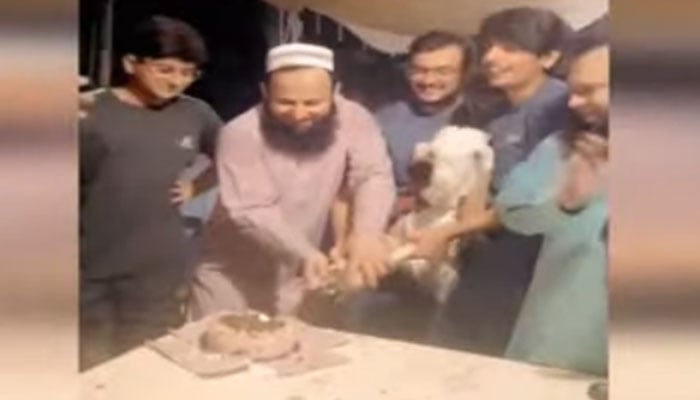 سرگودھا: قربانی سے قبل جانوروں کی برتھ ڈے پارٹی، سالگرہ کا کیک بھی کاٹا گیا