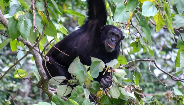 بیمار ہونے پر جنگلی چمپینزی اپنا علاج کیسے کرتے ہیں؟ تحقیق میں انکشاف