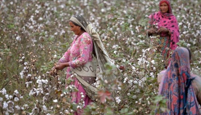 پنجاب میں کپاس کی پیداوار گزشتہ سال کے مقابلے میں 30 فیصدکم رہی