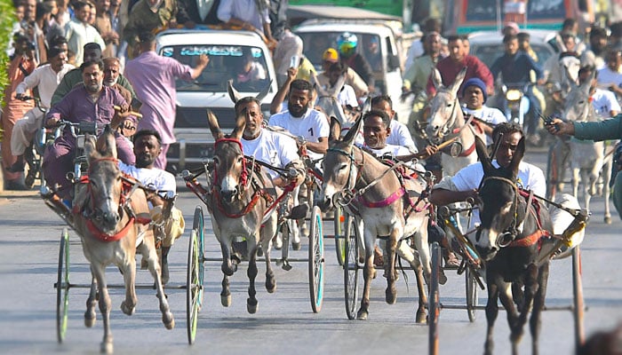 چیمپئنزگدھا گاڑی ریس سرتاج نامی گدھے نے جیت لی