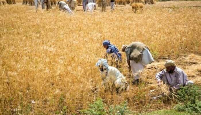 زرعی آمدن پر انکم ٹیکس کی شرح کارپوریٹ سیکٹر کے برابر ہوگی، پاکستان نے آئی ایم ایف کو آگاہ کردیا