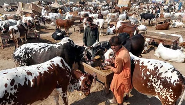 میئر کراچی نے ناردرن بائی پاس مویشی منڈی کا افتتاح کردیا