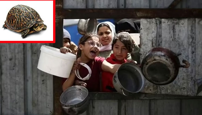 خوراک کیلئے ترستی فلسطینی خاتون بچوں کو کھچوے پکا کر کھلانے پر مجبور