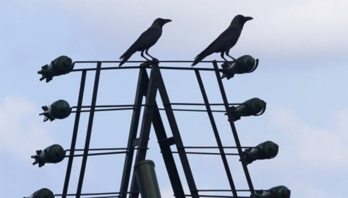 سیانے کوے نے ایک بار پھر سائنسدانوں کو دنگ کر دیا