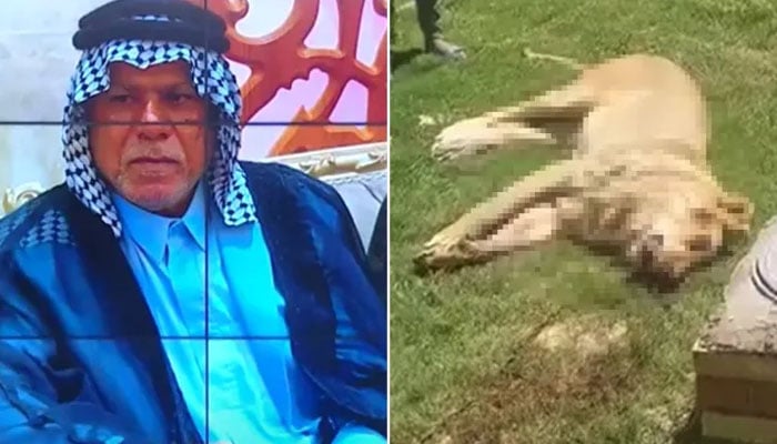 عراق میں پالتو شیر نے اپنے مالک کو مار ڈالا
