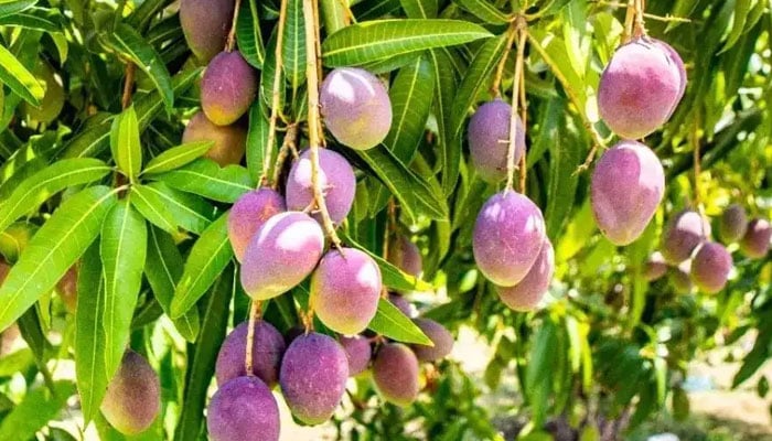 دنیا کا مہنگا ترین آم، ایک کلو کی قیمت آپ کے ہوش اڑا دے گی