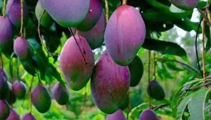 دنیا کا مہنگا ترین آم، ایک کلو کی قیمت آپ کے ہوش اڑا دے گی
