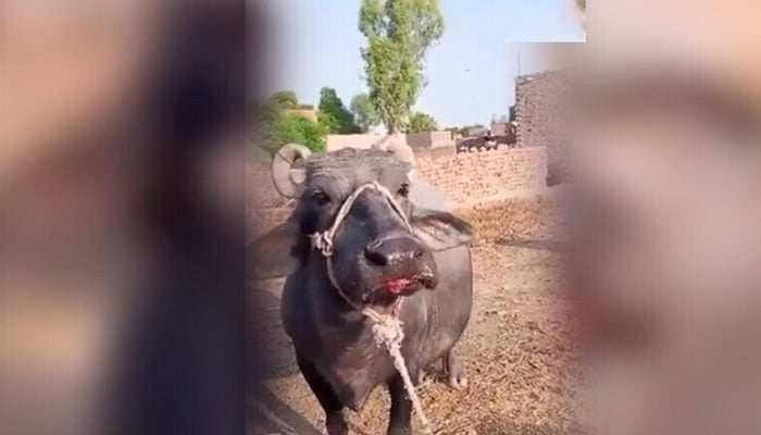 گھوٹکی میں نامعلوم افراد نے بھینس کی زبان کاٹ دی