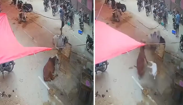 ویڈیو: قربانی کا بکرا چھت سے گائے پر آگرا
