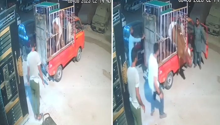 قربانی کے بیل کی گاڑی کا جنگلا توڑ کر بھاگنے کی ویڈیو وائرل