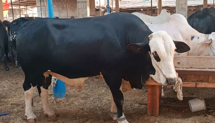 کیا آسٹریلوی گائے کی قربانی جائز ہے؟