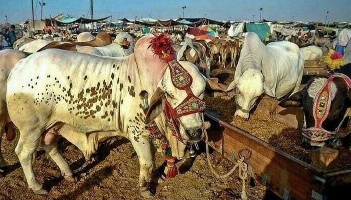 قربانی کیلئے  زیادہ تعداد میں جانور لینے  چاہئیں  یا  بہت قیمتی جانور ؟ کیا افضل ہے؟