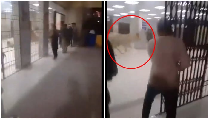 کراچی: بپھرا بیل عباسی شہید اسپتال کی ایمرجنسی میں داخل، مریضوں میں افرا تفری پھیل گئی