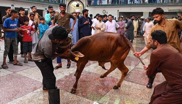 ملک بھر میں عیدالاضحیٰ مذہبی عقیدت و احترام کے ساتھ منائی جا رہی ہے