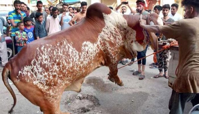 عید کے دوسرے روز   بھی سنت ابراہیمی کی پیروی میں جانوروں کی قربانی کا عمل جاری