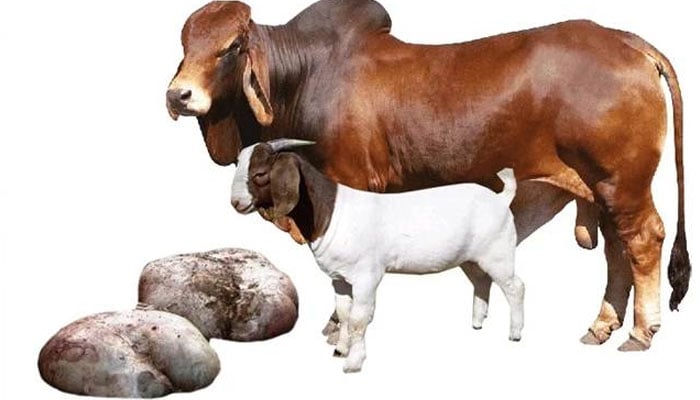 آلائشوں کو ضائع کرنے کے بجائے ان سے کس طرح فائدہ اٹھایا جاسکتا ہے؟