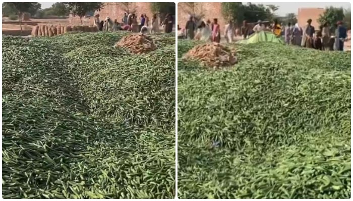 کمالیہ: 100 روپے کلو بکنے والی بھنڈی کی قیمت منڈی میں سوا روپے کلو ہوگئی