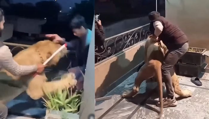 دوست کو اپنا پالتو شیر دکھانا مہنگا پڑ گیا، حملےکی ویڈیو وائرل