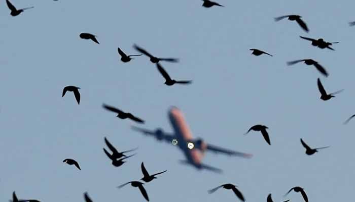 کراچی: غیر ملکی پرواز سے پرندہ ٹکرانے کے بعد طیارے کو گراؤنڈ کردیا گیا