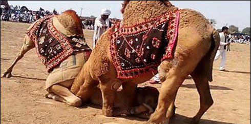 راجن پور: اونٹوں کا دنگل ،بادشاہ فاتح رہا 