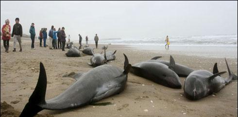 بھارت : درجنوں وہیلز اجتماعی خود کشی کی کوشش میں خشکی پر آ گئیں