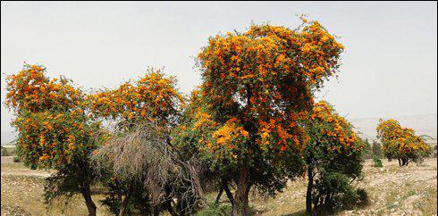 ’روہیڑا‘..تھر پار کرکا انسان د وست درخت