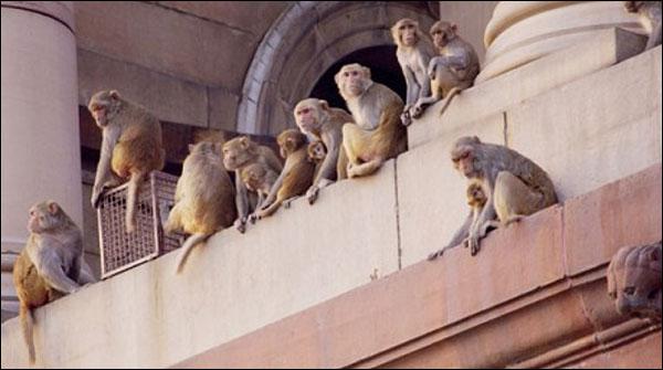 بھارت میں شرارتی بندر اب چور بھی بن گئے