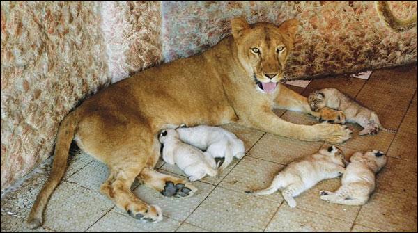 ملتان کے نجی چڑیا گھر میں شیر کے 4 بچوں کی پیدائش