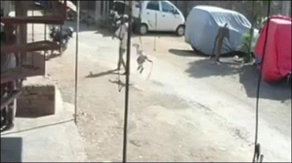 راہ چلتے لوگوں سے بندرکی چھیڑ چھاڑ ،ویڈیو وائرل ہو گئی