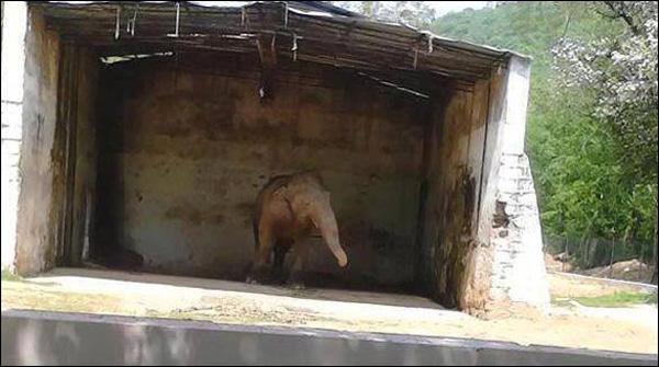 سینیٹ میں پھر اسلام آباد چڑیا گھر کے ہاتھی کا تذکرہ